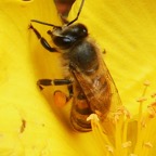 abeille sur Hypericum lanceolatum (2).JPG